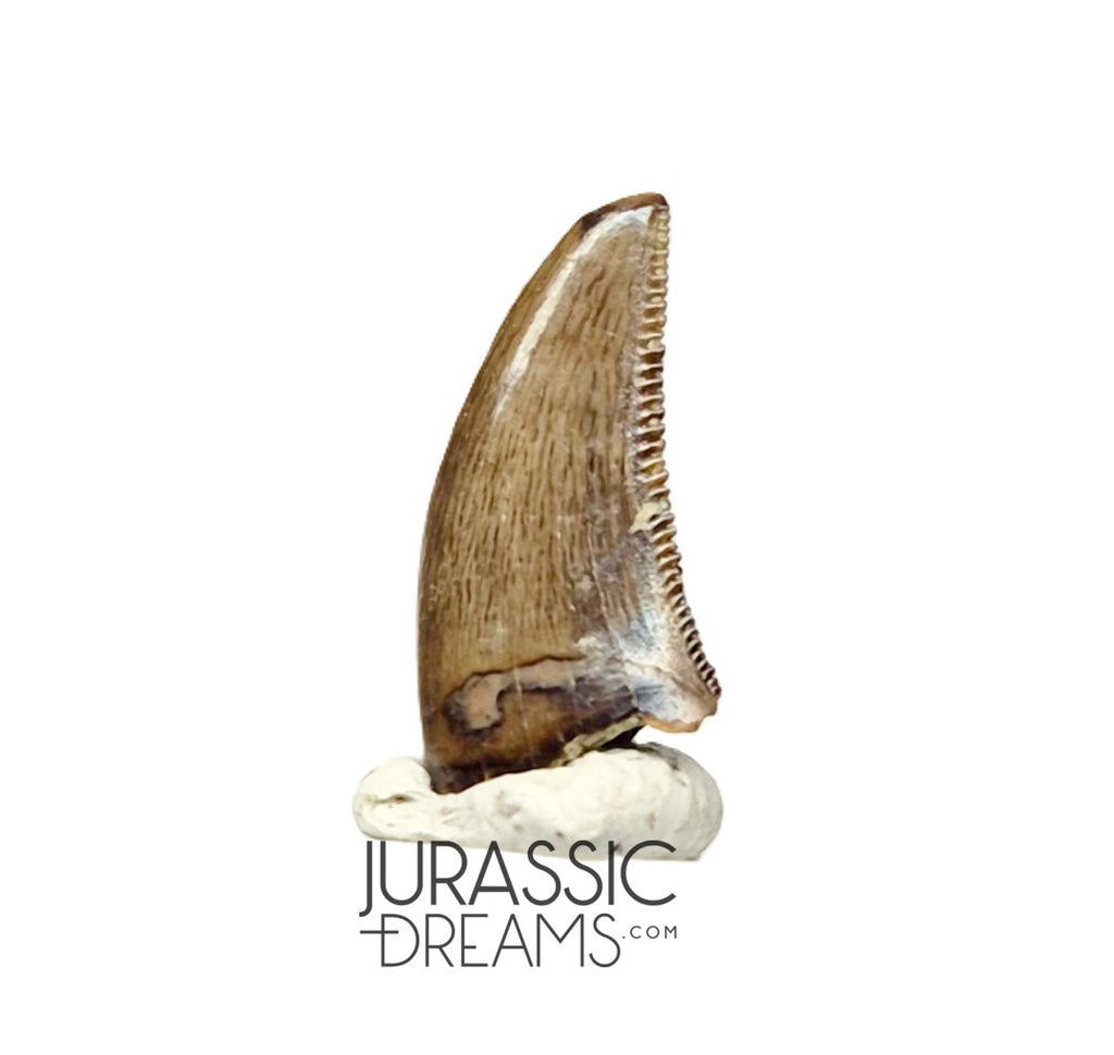 S87 - Finest Quality Dromaeosaurid Raptor Theropod Dinosaur Tooth - Judith River Fm