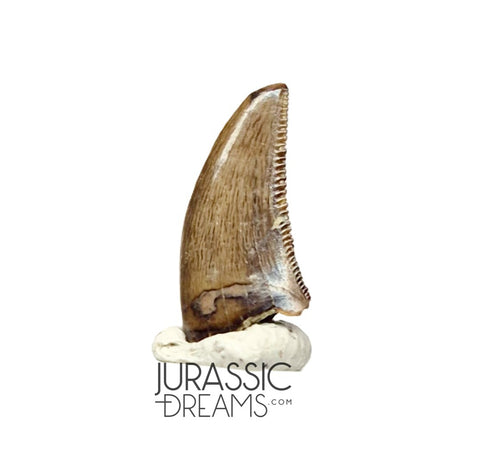 S87 - Finest Quality Dromaeosaurid Raptor Theropod Dinosaur Tooth - Judith River Fm