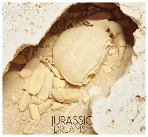 J51 - Finest Quality Fossil Crab (Potamon) Preserved in Travertine - Turkey Location