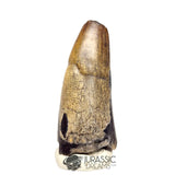 20449 - Huge Sarcosuchus imperator Crocodile Tooth - Lower Cretaceous Elrhaz Fm