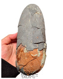 J494 - Museum Grade Huge OVIRAPTOR cf philoceratops Fossil Egg Elongatoolithidae - Cretaceous from Gobi Desert