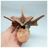 1117 - Complete  Unidentified Crocodile Dorsal Vertebra Bone Late Cretaceous