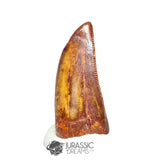 20224 - Finest Grade Carcharodontosaurus saharicus Dinosaur Premaxillary Tooth