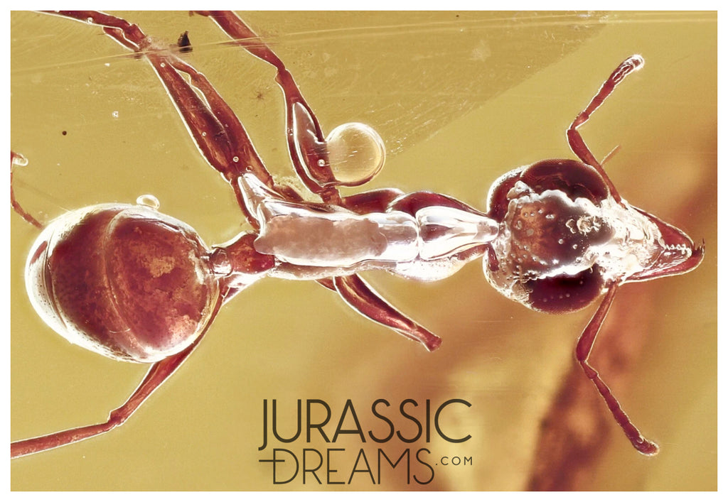 J42 - GESOMYRMEX Great Looking ANT Fossil Inclusion Genuine BALTIC AMBER + HQ Picture