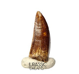 S390 - Nicely Preserved Abelisaurid (cf Rugops sp) Dinosaur Tooth - Cretaceous KemKem Beds