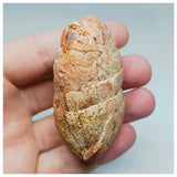 1116 - Coprolite with Digested Fish Scales from Icthyophagous Reptile-Dinosaur