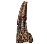 J115 - Top Rare Killer Alvarezsaurid Theropod Dinosaur Manus Claw - Lower Cretaceous Elrhaz Fm