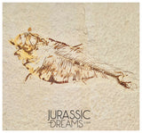 S301 - Nicely Preserved "Diplomystus dentatus" Fossil Fishs - Eocene Age from USA