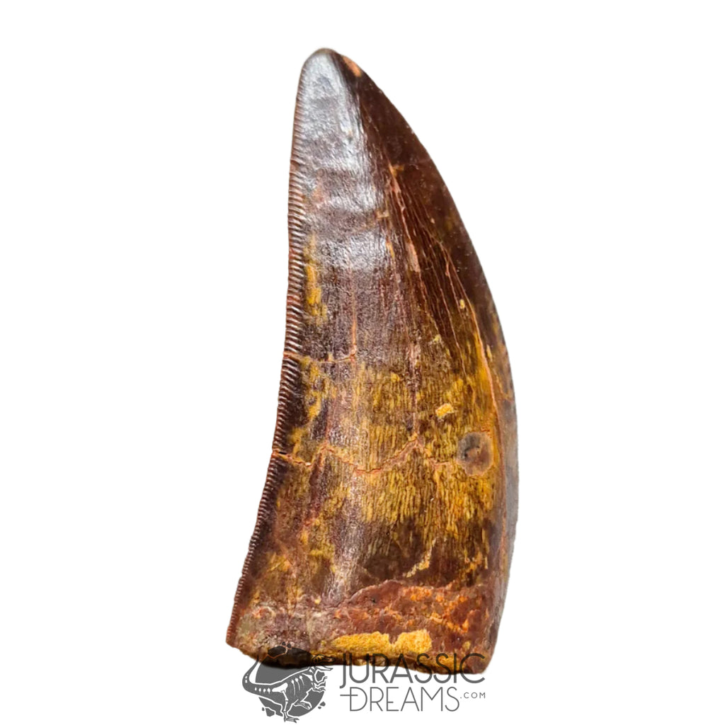 20042 - Gem Grade Carcharodontosaurus saharicus Dinosaur Tooth IN CATAWIKI AUCTION NOW