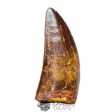 20042 - Gem Grade Carcharodontosaurus saharicus Dinosaur Tooth IN CATAWIKI AUCTION NOW