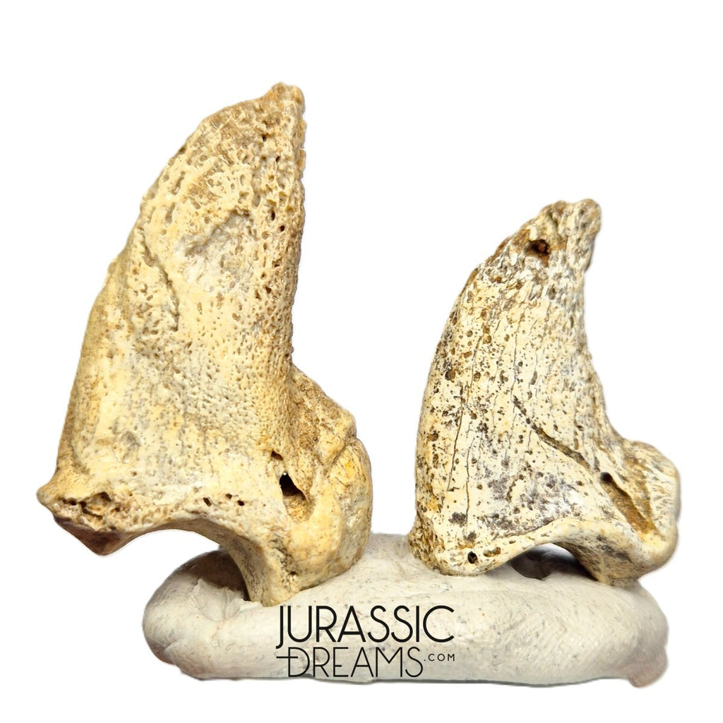 S297 - Set of 2 Huge Ice Age Cave Bear (Ursus spelaeus) Claws - Upper Pleistocene