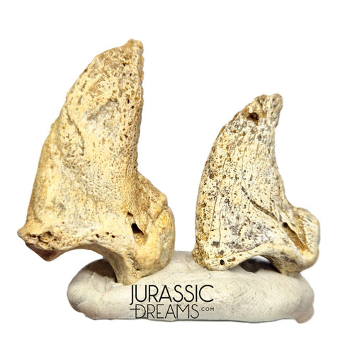 S297 - Set of 2 Huge Ice Age Cave Bear (Ursus spelaeus) Claws - Upper Pleistocene