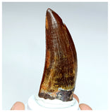 1002 - Gem Grade Carcharodontosaurus saharicus 2.63'' Dinosaur Tooth