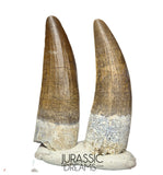 S126 - Set of 2 Finest Quality Suchomimus tenerensis Spinosaurid Dinosaur Teeth