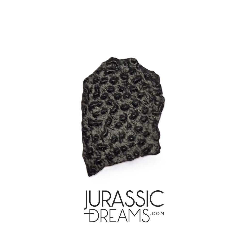 J213 - Top Rare Unidentified Theropod Dinosaur Egg Shell - Late Cretaceous Two Medicine Fm