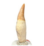 S254- Finest Grade Gavialimimus almaghribensis (Rare Mosasaur species) Rooted Tooth - Late Cretaceous