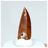 1030 - Gem Grade Abelisaurid 0.82'' Dinosaur Tooth