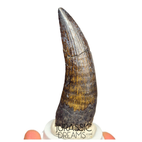 S46 - Top Huge Suchomimus tenerensis Spinosaurid Dinosaur Tooth