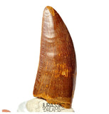 J498 - Nicely Preserved Large Carcharodontosaurus saharicus Dinosaur Tooth - Cretaceous KemKem Beds