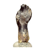 J510 - Top Rare Rooted cf Narindasaurus Turiasaurian Sauropod Dinosaur Tooth - Middle Jurassic