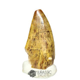 20300 - Nicely Preserved Afrovenator abakensis Megalosaurid Dinosaur Tooth