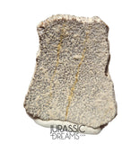 J113 - Exceedingly Rare Saltasaurus Titanosaur Egg Shell - Late Cretaceous Anacleto Fm