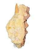 J105 - Carcharodontosaurus saharicus Dinosaur Tooth Partially Rooted in Natural Matrix