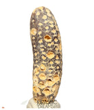 S423 - Rare Agatized Fossil Cycadophyte Seed Cone - Late Eocene from Occidental Sahara - (signs of insect predation)