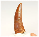 1333 - Nicely Preserved Carcharodontosaurus saharicus Dinosaur Tooth KemKem Beds