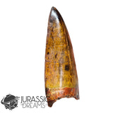 20009 - Gem Grade Carcharodontosaurus saharicus Dinosaur Premaxillary Tooth IN CATAWIKI AUCTION NOW