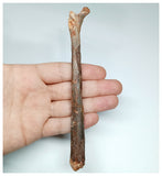 1072 - Museum Grade Unidentified Pterosaur Femur Bone Cretaceous KemKem