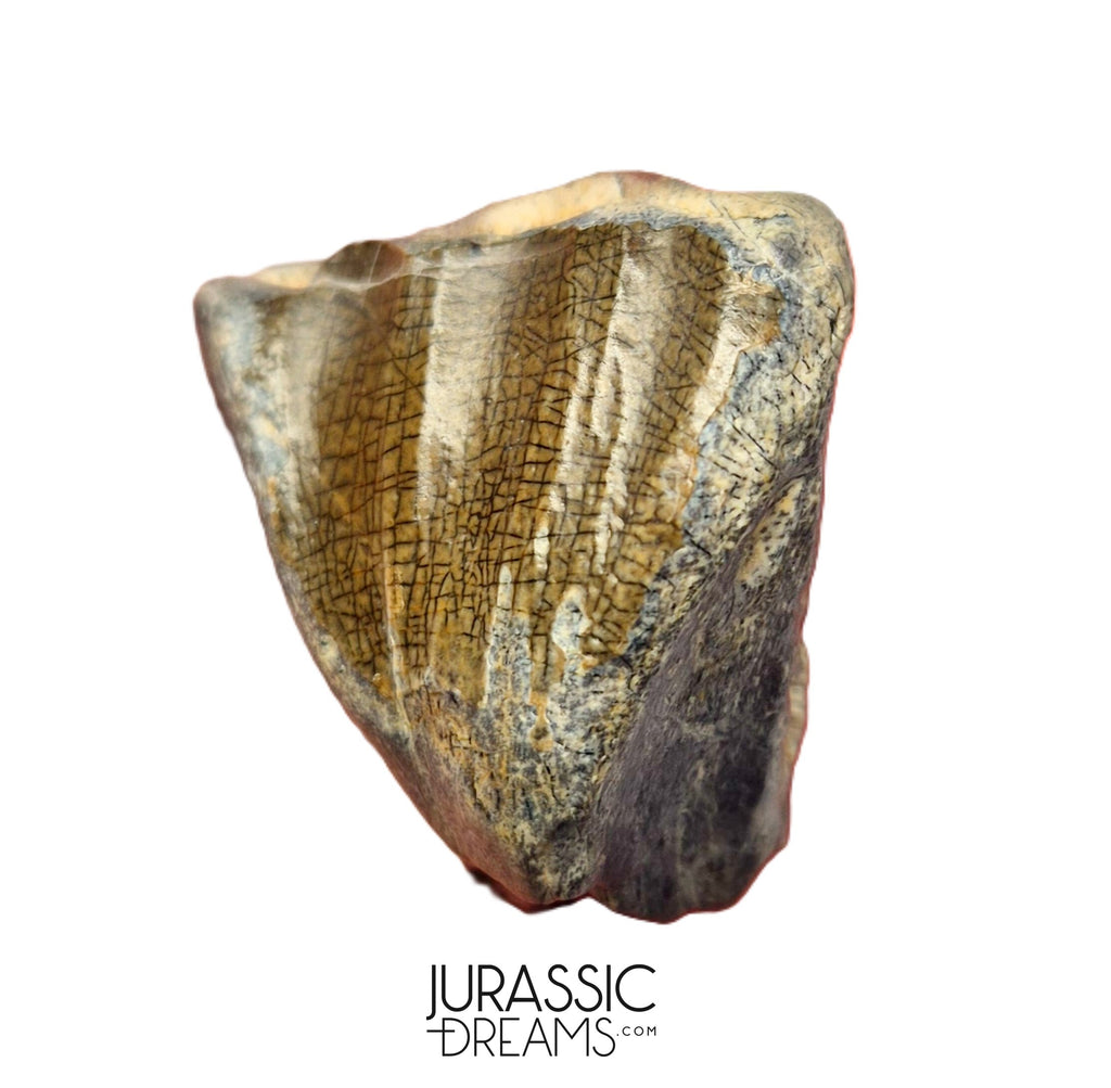 S504 - Top Huge Ouranosaurus nigeriensis Basal Hadrosaurid Dinosaur Tooth - Cretaceous Elrhaz Fm