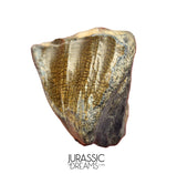 S504 - Top Huge Ouranosaurus nigeriensis Basal Hadrosaurid Dinosaur Tooth - Cretaceous Elrhaz Fm