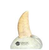 20241 - Nicely Preserved Kryptops palaios Abelisaurid Theropod Dinosaur Tooth