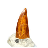 20136 - Gem Grade Abelisaurid Dinosaur Tooth - Cretaceous KemKem Beds
