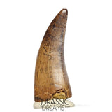 J561 - Tyrannosaur Dinosaur Tooth - Nanotyrannus sp - Late Cretaceous - Lance Creek Fm