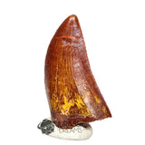 20048 - Gem Grade Carcharodontosaurus saharicus Dinosaur Tooth