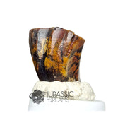 20160 - Finest Grade Ouranosaurus Basal Hadrosaurid Dinosaur Tooth - Cretaceous Elrhaz Fm IN CATAWIKI AUCTION