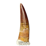 S210 -Gem Grade Suchomimus tenerensis Spinosaurid Dinosaur Tooth Partially Rooted VISIBLE CARINA