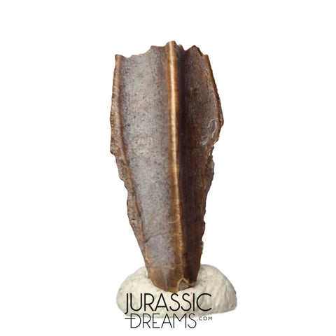 J433 - Large Edmontosaurus Hadrosaurid "duck-billed" Ornithopod Dinosaur Tooth - Hell Creek Fm