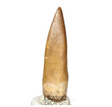 S416 - Stunning Large Zarafasaura oceanis (Elasmosaur) Partially Rooted Tooth - Late Cretaceous