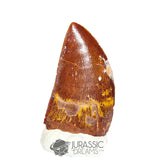 20312 - Gem Grade Carcharodontosaurus saharicus Dinosaur Tooth