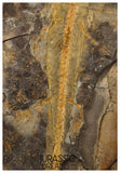 J567 - Museum Grade Rare Jeholotriton paradoxus - Primitive Jurassic Salamander - Daohugou Beds