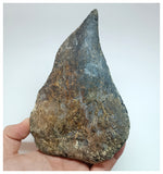 1209 - Museum Grade Unique Adratiklit boulahfa Oldest Stegosaurian Dinosaur Dorsal Plate - El Mers Fm