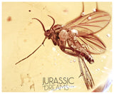 J25 - PHORESY Parasitism MITE & FUNGUS GNAT Fossil Inclusion Genuine BALTIC AMBER + HQ Picture
