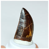 1021 - Gem Grade Carcharodontosaurus saharicus 1.25'' Dinosaur Tooth