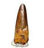 S130 - Nicely Preserved Spinosaurus aegyptiacus Dinosaur Tooth - Cretaceous KemKem Beds