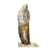 S357 - Nicely Preserved Huge Ice Age Cave Bear (Ursus spelaeus) Pre-Canine Tooth