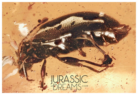 J24 - Large MARSH BEETLE Scirtidae Fossil Inclusion Genuine BALTIC AMBER + HQ Picture