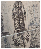 S226 - Top Well Preserved Keichousaurus hui Early Triassic Marine Reptile WITH VISIBLE TEETH dorsal view